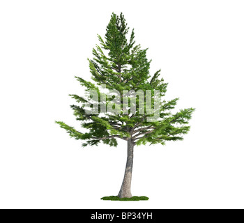 Cedro del Libano (latino: Cedrus libani) tree isolata contro il bianco puro Foto Stock