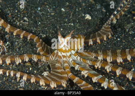 Chiedo di polpo, Wunderpus photogenicus, sulla sabbia nera, Kungkungan Bay Resort, Lembeh strait, Sulawesi, Indonesia. Foto Stock