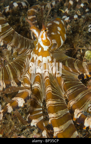 Chiedo di polpo, Wunderpus photogenicus, sulla sabbia nera, Kungkungan Bay Resort, Lembeh strait, Sulawesi, Indonesia. Foto Stock