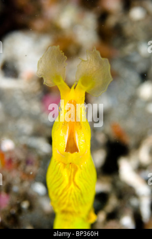 Nastro femmina Anguilla, Rhinomuraena quaesita, a Sandy scavano, Kungkungan Bay Resort, Lembeh strait, Sulawesi, Indonesia. Foto Stock