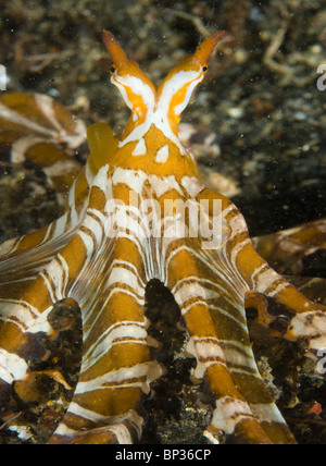 Chiedo di polpo, Wunderpus photogenicus, sulla sabbia nera, Kungkungan Bay Resort, Lembeh strait, Sulawesi, Indonesia. Foto Stock