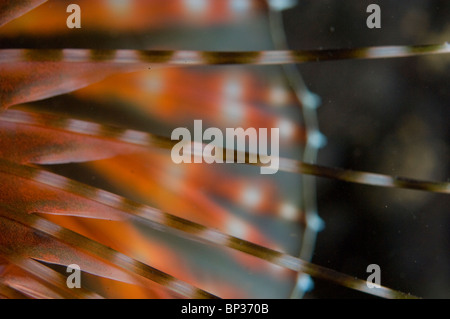 Chiusura del leone zebra, Dendrochirus zebra, Kungkungan Bay Resort, Lembeh strait, Sulawesi, Indonesia. Foto Stock