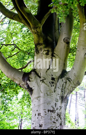 Faggio tronco e rami a Grappenhall Heys, Bluebell legno, Warrington, Cheshire Foto Stock