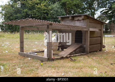 Hutch di pollo o esegui , Hampshire, Inghilterra. Foto Stock