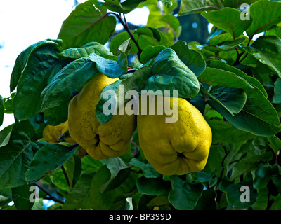 Cydonia oblonga - Comune di mela cotogna Foto Stock