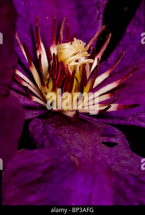 Close-up di Clematis stami Foto Stock