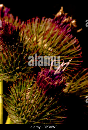 Fiori di più set di bardana contro uno sfondo scuro Foto Stock