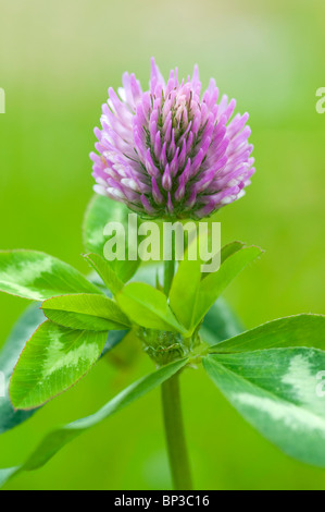 Extreme close up di trifoglio rosso Trifolium pratense, con limitata profondità di campo Foto Stock