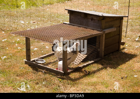 Hutch di pollo o esegui , Hampshire, Inghilterra. Foto Stock