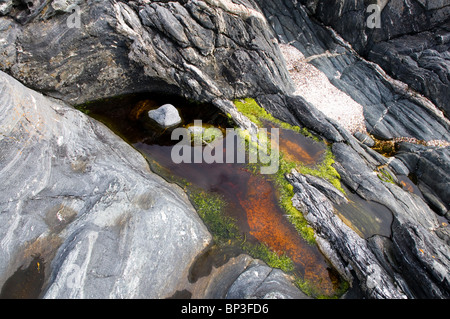 Vivacemente colorato alghe in un rock pool sulla costa occidentale della Norvegia Foto Stock