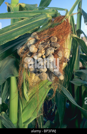 Coppia granello di fuliggine Galli, mais orecchio Foto Stock