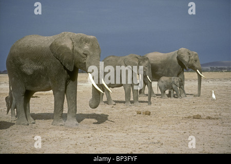 Gruppo familiare di tre elefanti femmina e due vitelli in appoggio sul asciugata in padella Amboseli National Park in Kenya Africa orientale Foto Stock