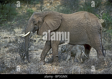 New Born Baby Elephant vitello solo poche ore in piedi sotto la madre Samburu Riserva nazionale del Kenya Africa orientale Foto Stock