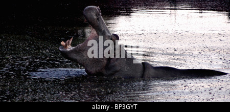 Hippotomas Ippona Foto Stock