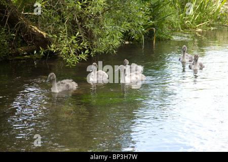 Cigni e cygnets sul fiume Alre, Alresford, Hampshire Inghilterra. Foto Stock