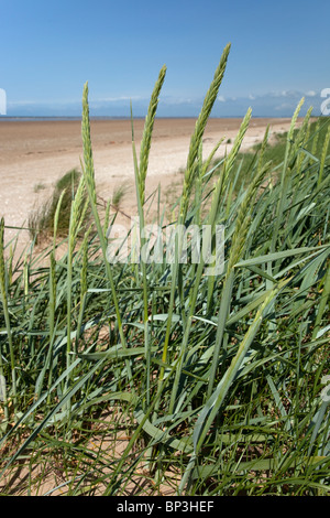 Costa di Sefton Foto Stock