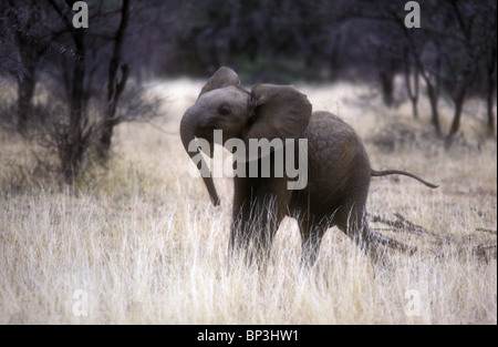 I giovani baby elephant calf giocando con il tronco e vorticoso che geografica la sua testa Samburu Riserva nazionale del Kenya Africa orientale Foto Stock