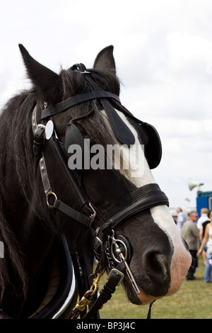 Cavallo tirando un carro funebre Foto Stock