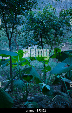 Cina, Provincia di Chongqing, Fengdu. Fengdu città fantasma / Mingshan- Il Giardino del Tempio. Foto Stock