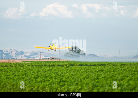 Un raccolto spolvero aeromobile si applica i pesticidi ad una maturazione del campo di cotone. Foto Stock