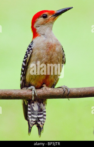 Rosso-Picchio panciuto (Melanerpes carolinus) Foto Stock