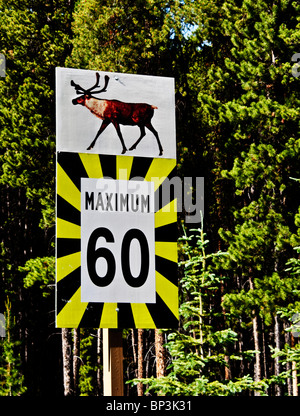 Segno di traffico con il limite massimo di velocità mostra caribou, Canada Foto Stock