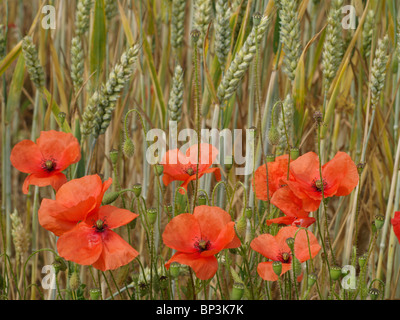 Close up of wild red poppies growing amongst a wheat crop in a farmers field Foto Stock