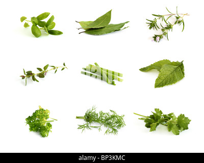 Raccolta di erbe aromatiche - basilico, foglie di alloro, inverno salato, timo, scalogno, la menta, il prezzemolo e l'aneto e coriandolo (coriandolo) Foto Stock