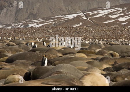 Il territorio del Regno Unito, Isola Georgia del Sud, St Andrews Bay. Re pinguini girovagare tra sonno guarnizioni di elefante. Foto Stock