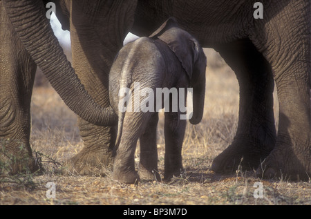 Madre elephant rassicurante new born baby elephant vitello solo poche ore toccando con tronco Samburu Riserva nazionale del Kenya Foto Stock