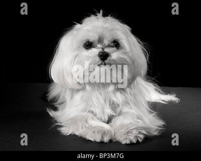 Pura razza Maltese cane bianco su sfondo nero Foto Stock