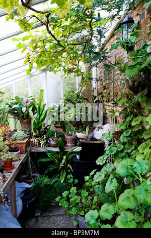 All'interno della serra entro il giardino del sacerdote House Museum in High Street, Wimborne, Dorset, Inghilterra Foto Stock