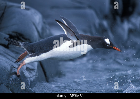 L'Antartide, Petermann Island, Adelie Pinguini (Pygoscelis adeliae) agitando pinne stando in piedi sul bordo della rookery Foto Stock