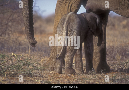 New Born Baby Elephant vitello solo poche ore in piedi vicino alla madre Samburu Riserva nazionale del Kenya Africa orientale Foto Stock