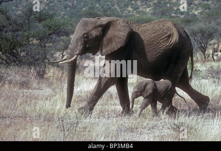 Elefante femmina con molto vitello soltanto pochi giorni Samburu Riserva nazionale del Kenya Africa orientale Foto Stock