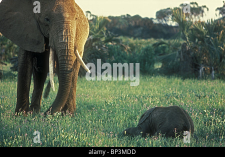 Elefante femmina a guardia molto vitello soltanto pochi giorni mentre dorme Samburu Riserva nazionale del Kenya Africa orientale Foto Stock