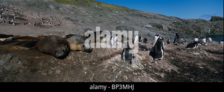 L'Antartide, Livingston Island, pinguini di Gentoo accanto al nesting foche elefanti al punto di Hannah Foto Stock