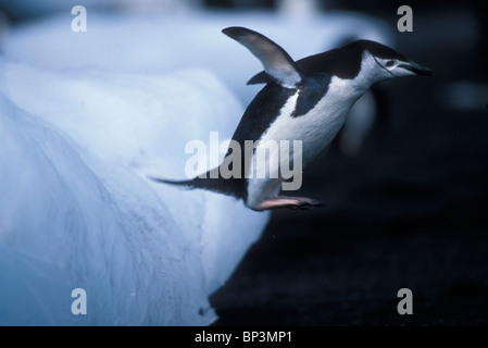 L'Antartide, isola Deception, pinguini Chinstrap (Pygoscelis Antartide) salta da iceberg nero sulla spiaggia vulcanica a testa Baily Foto Stock