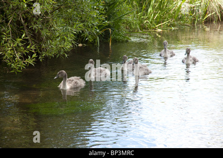 Cigni e cygnets sul fiume Alre, Alresford, Hampshire Inghilterra. Foto Stock