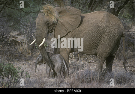 Madre elephant rassicurante new born baby elephant vitello solo poche ore toccando con tronco Samburu Riserva nazionale del Kenya Foto Stock