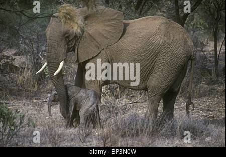 Madre elephant rassicurante new born baby elephant vitello solo poche ore toccando con tronco Samburu Riserva nazionale del Kenya Foto Stock