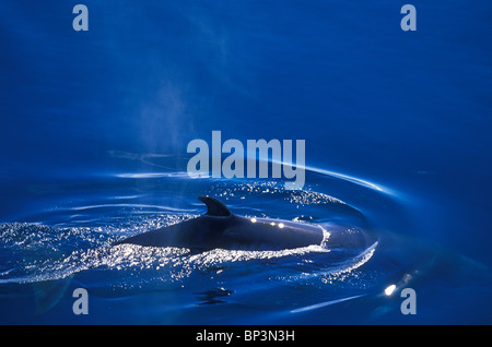 L'Antartide, Lemaire Channel, vista aerea dell'Antartico Minke Whale (Balaenoptera bonaerensis) nuotare vicino Boothe Isola Foto Stock