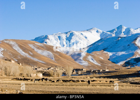 Afghanistan, Bamiyan. Pecore al pascolo nella valle Shahidan Foto Stock