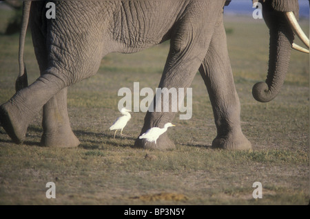 Guardabuoi ricerca di insetti vicino ai piedi di elefante a piedi in Amboseli National Park in Kenya Africa orientale Foto Stock