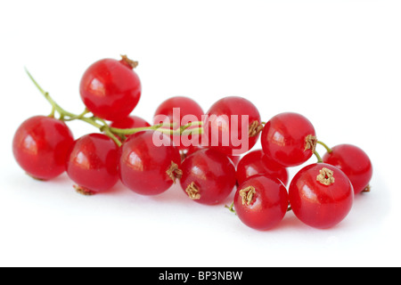 Ribes rosso su sfondo bianco (studio shot) Foto Stock