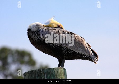 Pellicano marrone (Pelecanus occidentalis) Foto Stock