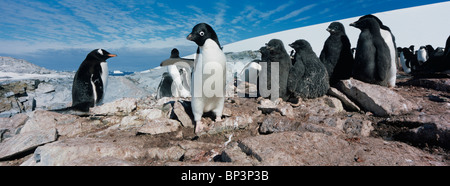 L'Antartide, Petermann Island, Adelie Pinguini (Pygoscelis adeliae) con giovani pulcini in rookery a sud-ovest del canale di Lemaire Foto Stock