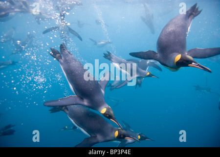 L'Antartide, Isola Georgia del Sud , vista subacquea del re pinguini (Aptenodytes patagonicus) nuoto a destra della Baia della Balena Foto Stock