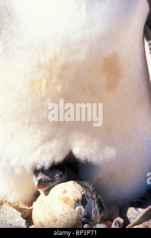 L'Antartide, vaporetto punto, pinguino Gentoo pulcino (Pygoscelis papua) portelli da uovo in rookery al punto di vaporetto Foto Stock