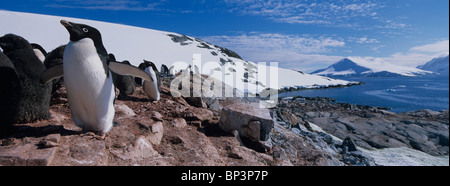 L'Antartide, Petermann Island, Adelie Pinguini (Pygoscelis adeliae) con giovani pulcini in rookery a sud-ovest del canale di Lemaire Foto Stock